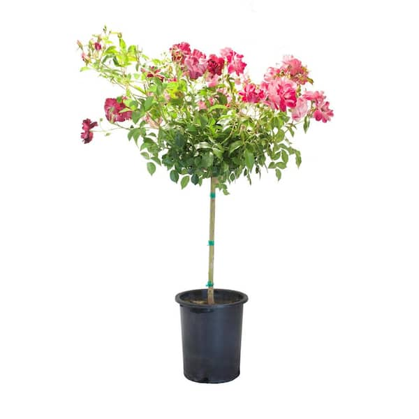 Alder & Oak #5 container Burgundy Iceberg Rose Patio Tree