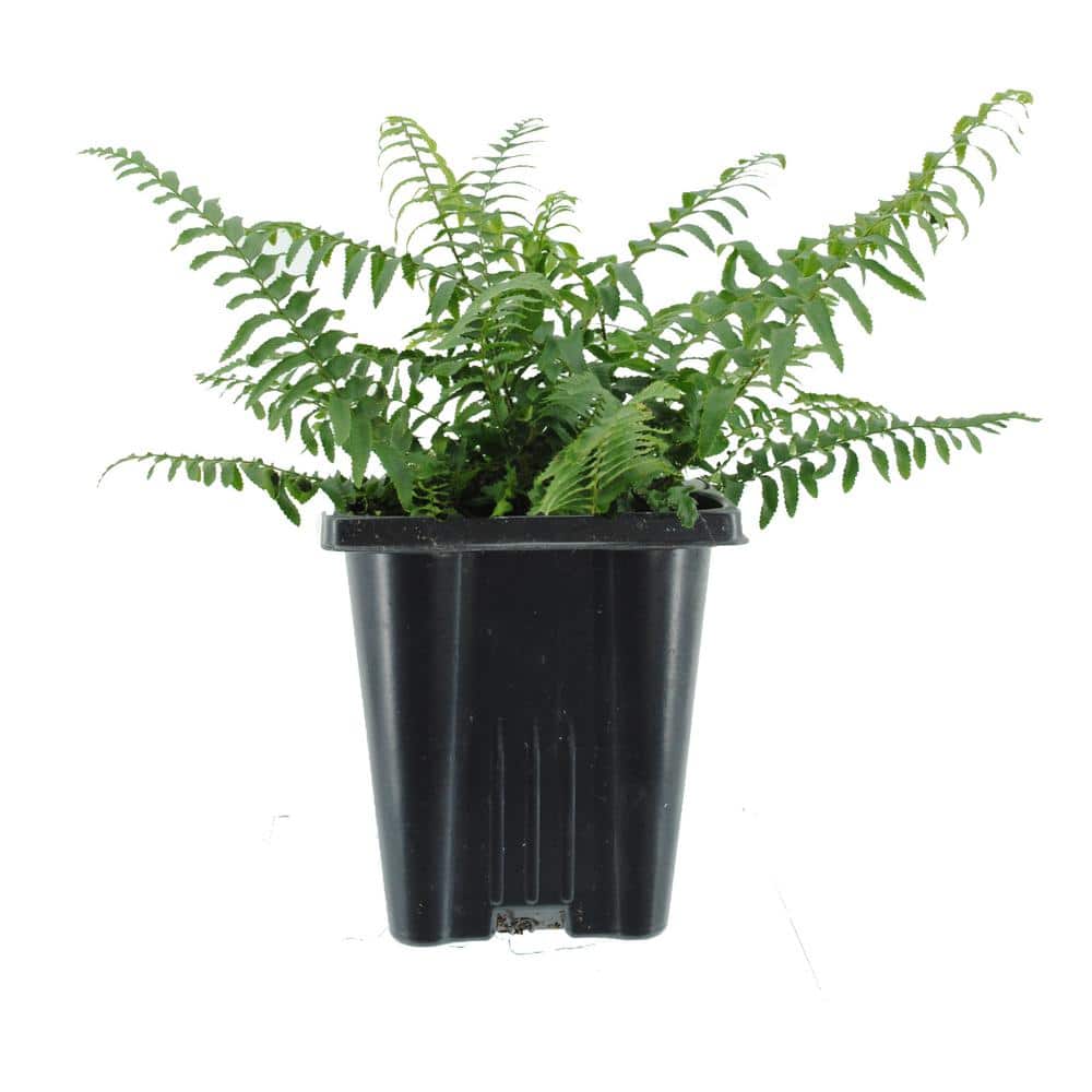 Perennial Polystichum Munitum Sword Fern 1.0 Qt.