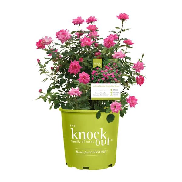 My Bouquet 2 Gal. Pink Double Knockout Rose Bush with Pink Flowers