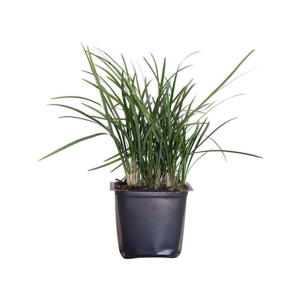 Mondo Grass 3 1/4 in. Pots (54-Pack) - Groundcover Plant