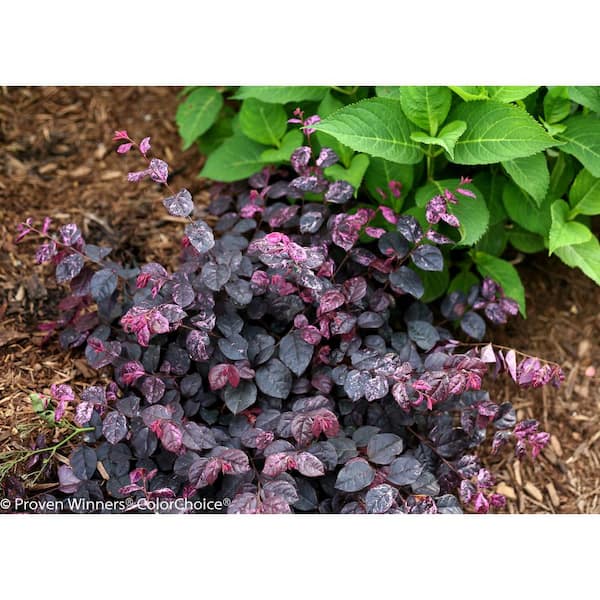 2 Gal. Jazz Hands Variegated Evergreen Loropetalum Shrub