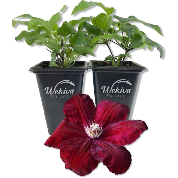 Clematis Rouge Cardinal 2-Live Starter Plants in 2 in. Growers Pots-Starter Plants-Rare Clematis