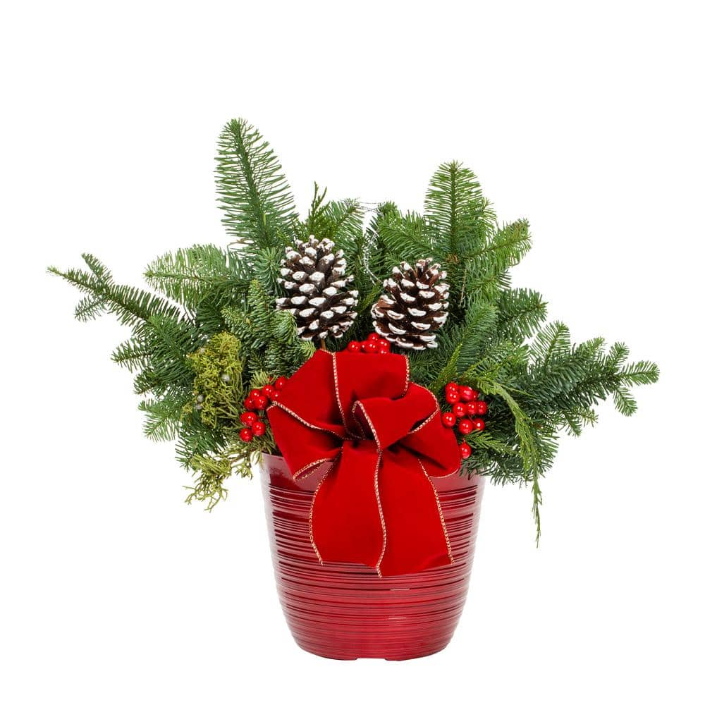 Christmas Grab & Go containers make the perfect live plant to gift for the  holidays! 🎄🪴 . . . . . . . . . . . . #christmas #holiday #plant…