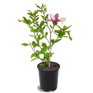 Alexandrina Japanese Magnolia Pink Flowering Decidiuous Ornamental Tree