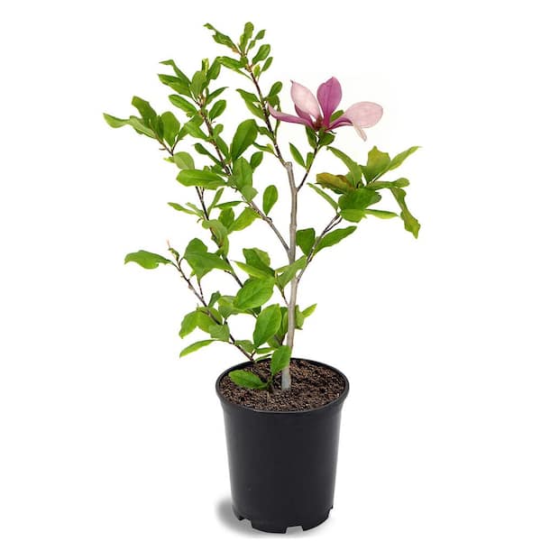 Alexandrina Japanese Magnolia Pink Flowering Decidiuous Ornamental Tree