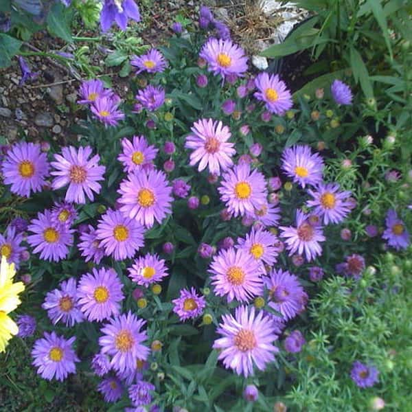 OnlinePlantCenter 1 gal. Wood's Purple New York Aster Plant