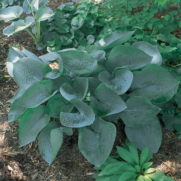 Unbranded #1 Drinking Gourd Blue Hosta Plant