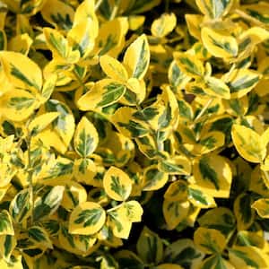 #5 Container Golden Variegated Euonymus Shrub Plants (2-Pack)