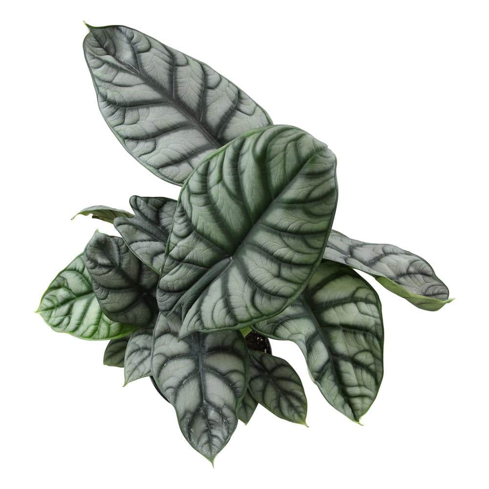 Silver Dragon Alocasia in Black Plastic Planter