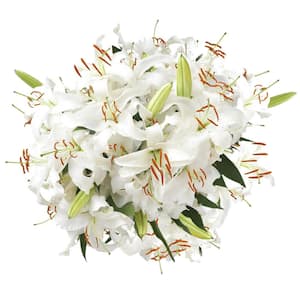 Free delivery - Premium - Million Stars - White Baby's Breath - Flowers  Near Me - Magnaflor