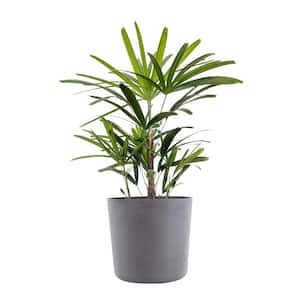 Live Broadleaf Lady Palm Rhapis Excelsa in 10 in. Graphite Eco-Friendly Sustainable Decor Pot