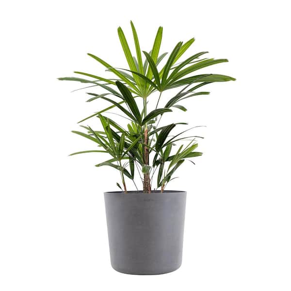 United Nursery Live Broadleaf Lady Palm Rhapis Excelsa in 10 in. Graphite Eco-Friendly Sustainable Decor Pot