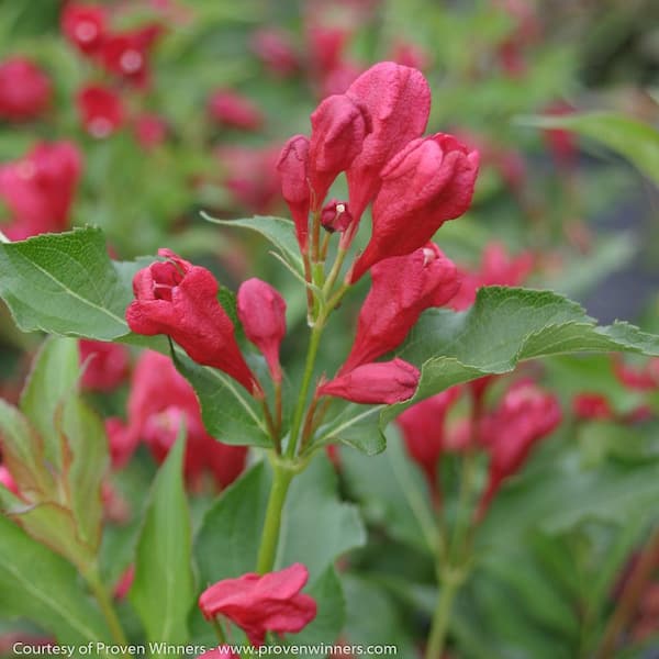 2 Gal. Sonic Bloom Red Reblooming Weigela (Florida) Live Shrub, Bright Red Flowers Bloom from May into Fall