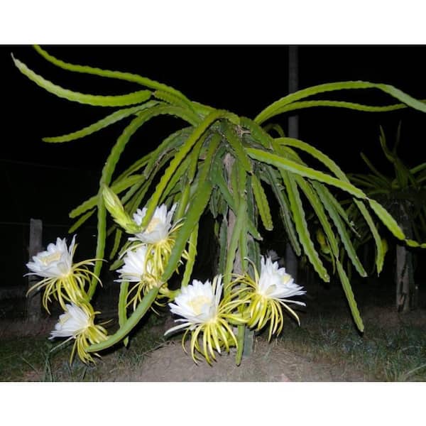 Wekiva Foliage Yellow Dragon Fruit Tree-Live Tree in a 3 Gallon Pot-Selenicereus Megalanthus-Edible Fruit Plant from Florida