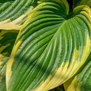 2.25 Gal. Pot, Robert Frost Hosta, Live Potted Deciduous Foliage Perennial Plant (1-Pack)