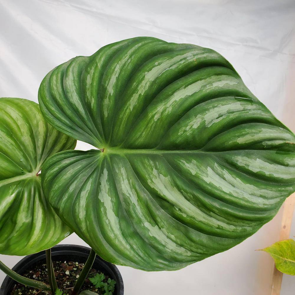 Plowmanii Philodendron-Live Plant in a 2 in. Pot-Rare and Elegant Indoor Houseplant price history on PriceWatchPro