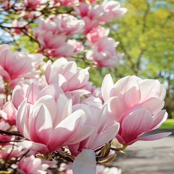 2 gal. Patience Series Little Mimi Deciduous Japanese Magnolia