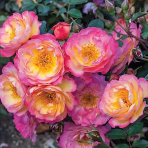 Watercolors Home Run Shrub Rose, Dormant Bare Root Plant with Multi-Color Flowers (1-Pack)