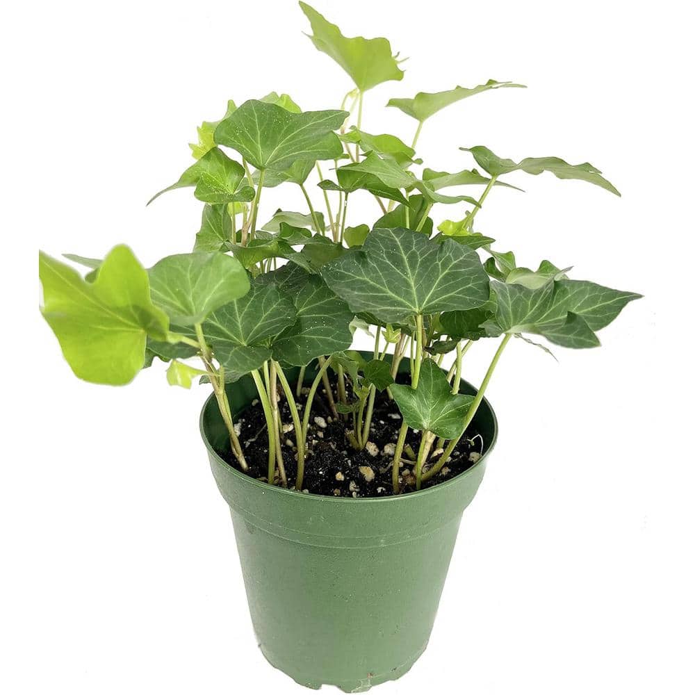Wekiva Foliage Green English Ivy-Live Plant in a 4 in. Pot-Hedera