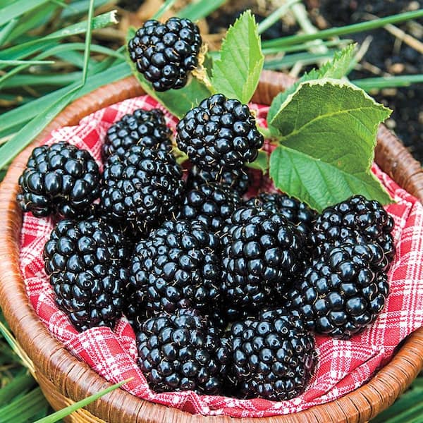 Gurney's Arapaho Blackberry (Rubus) Live Bareroot Fruiting Plant Grown in a 3 in. Pot (1-Pack)