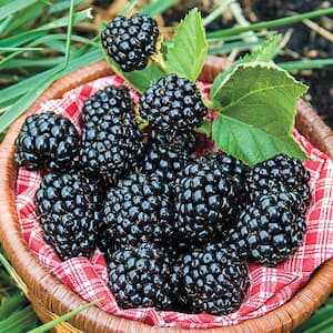 Arapaho Blackberry (Rubus) Live Bareroot Fruiting Plant (1-Pack)
