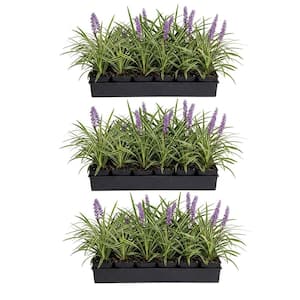 Variegated Liriope (Liriope Muscari) 3 1/4 in. Pots (54-Pack) - Live Perennial Lilyturf Groundcover Grass