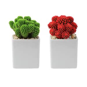 Holiday Live Desert Gems Cacti in 2.5 in. Gloss Ceramic Grower's Choice in Red or Green (2-Pack)