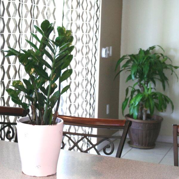 Costa Farms Zz Plant In 6 In Grower Pot 6zz