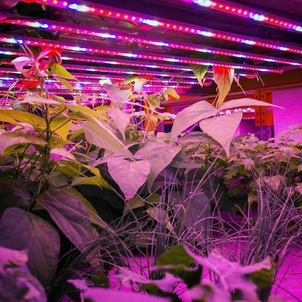 Viribright 600-Watt LED Grow Light Full Cycle Fixture 290106 - The