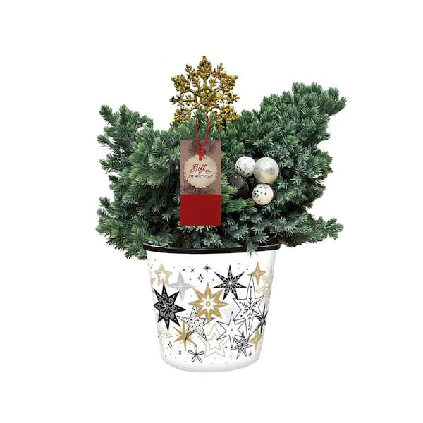 BELL NURSERY 1 Gal. Blue Star Juniper Live Evergreen Shrub in Decorative Pot