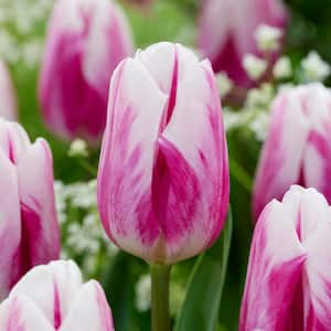 12/+ cm, Bojangles Triumph Tulip Flower Bulbs (Bag of 25)