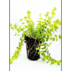 Creeping Jenny Groundcover Plant (18-Pack)