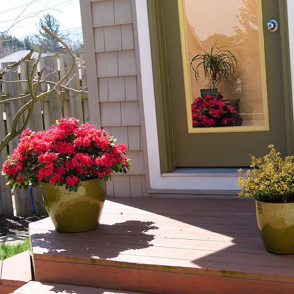 PROVEN WINNERS 2 Gal. Perfecto Mundo Red Azalea Shrub with Red