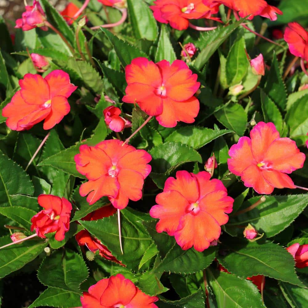 national PLANT NETWORK Impatiens, SunStanding Flame Orange Plant (3