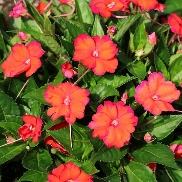 national PLANT NETWORK Impatiens, SunStanding Flame Orange Plant (3-Piece)
