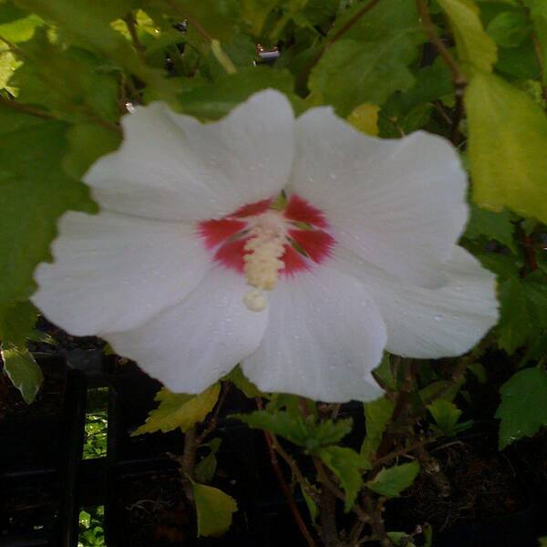 OnlinePlantCenter 1 Gal. Red Heart Rose of Sharon or Althea Shrub