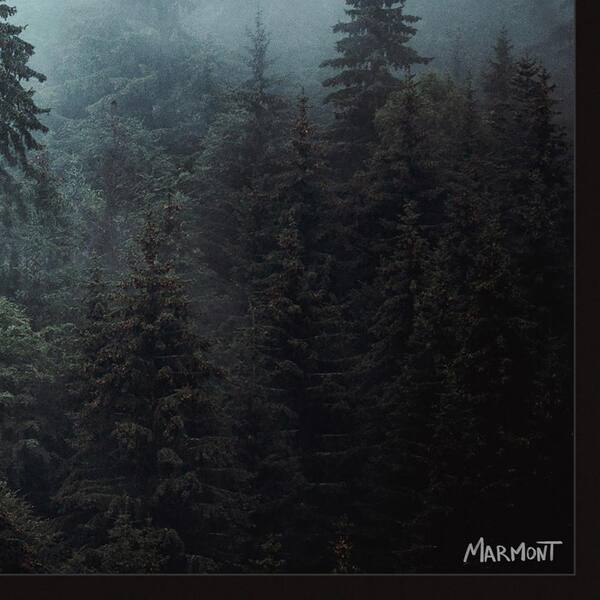 Foggy Pine Forest