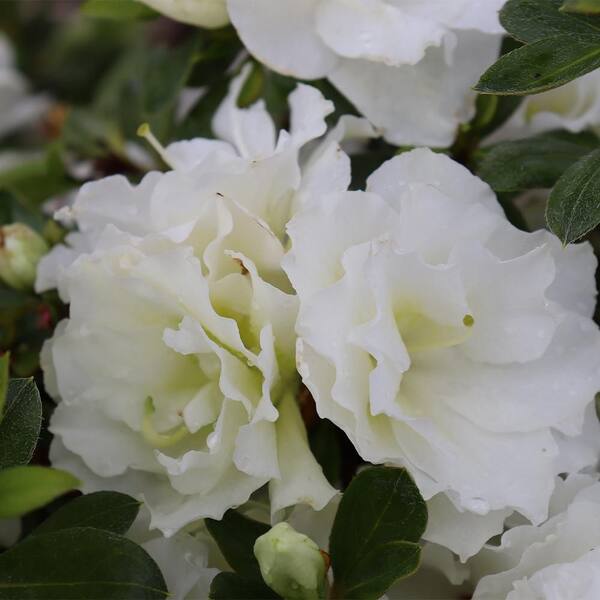 PROVEN WINNERS 2 Gal. Perfecto Mundo Double White Azalea Shrub in