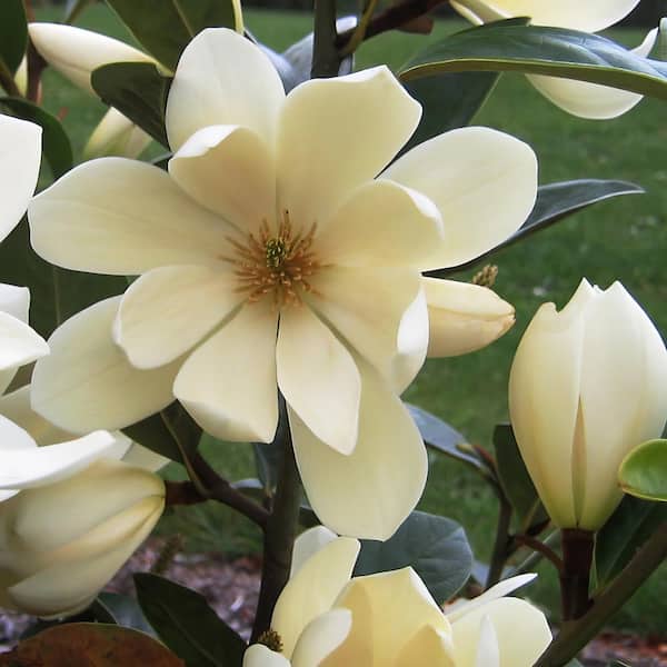 national PLANT NETWORK 4 in. Michelia Yunnanensis Fairy Magnolia Cream with White Flowers