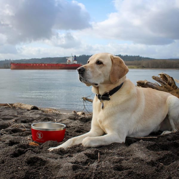 Labrador best sale food bowl