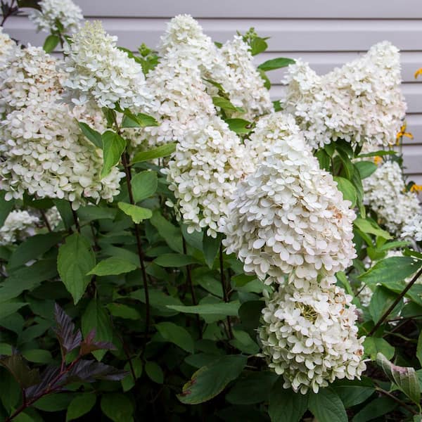 Have a question about VAN ZYVERDEN Hydrangea Sweet Summer 4 in. Potted  Rocketliners (Set of 1 Plant)? - Pg 1 - The Home Depot