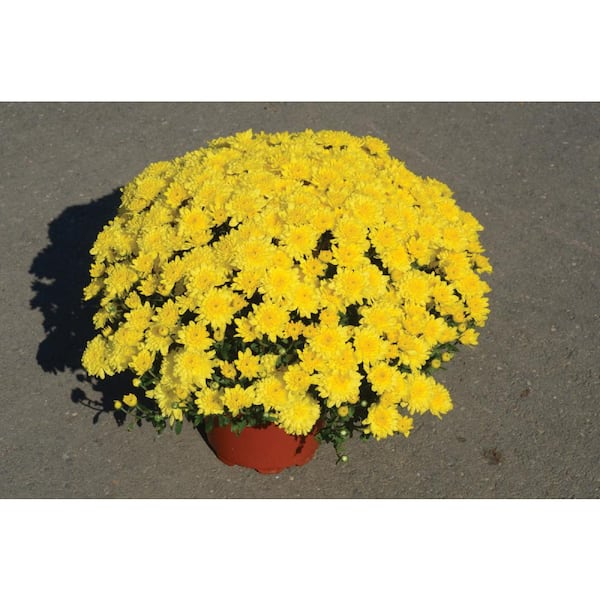 national PLANT NETWORK 8 in. Yellow Chrysanthemum Plant with Yellow Blooms