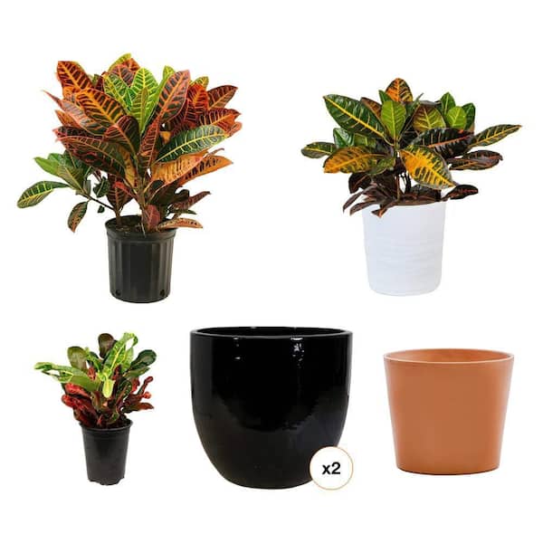 10 in. Terra Cotta Clay Pot w/ 6 in. Codiaeum Croton Mammey Plant, 10 in. Croton in Pot & 14 in. Black Ceramic Pot Combo