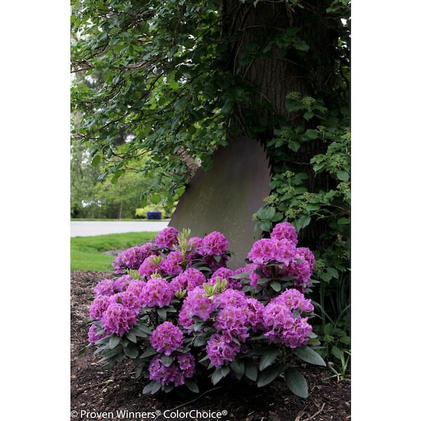 2 Gal. Dandy Man Purple Rhododendron Live Flowering Shrub with Purple Flowers
