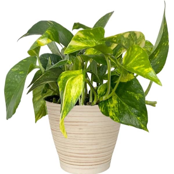 Vigoro 6 in. Pothos Golden Epipremnum Aureum Plant in Deco Pot