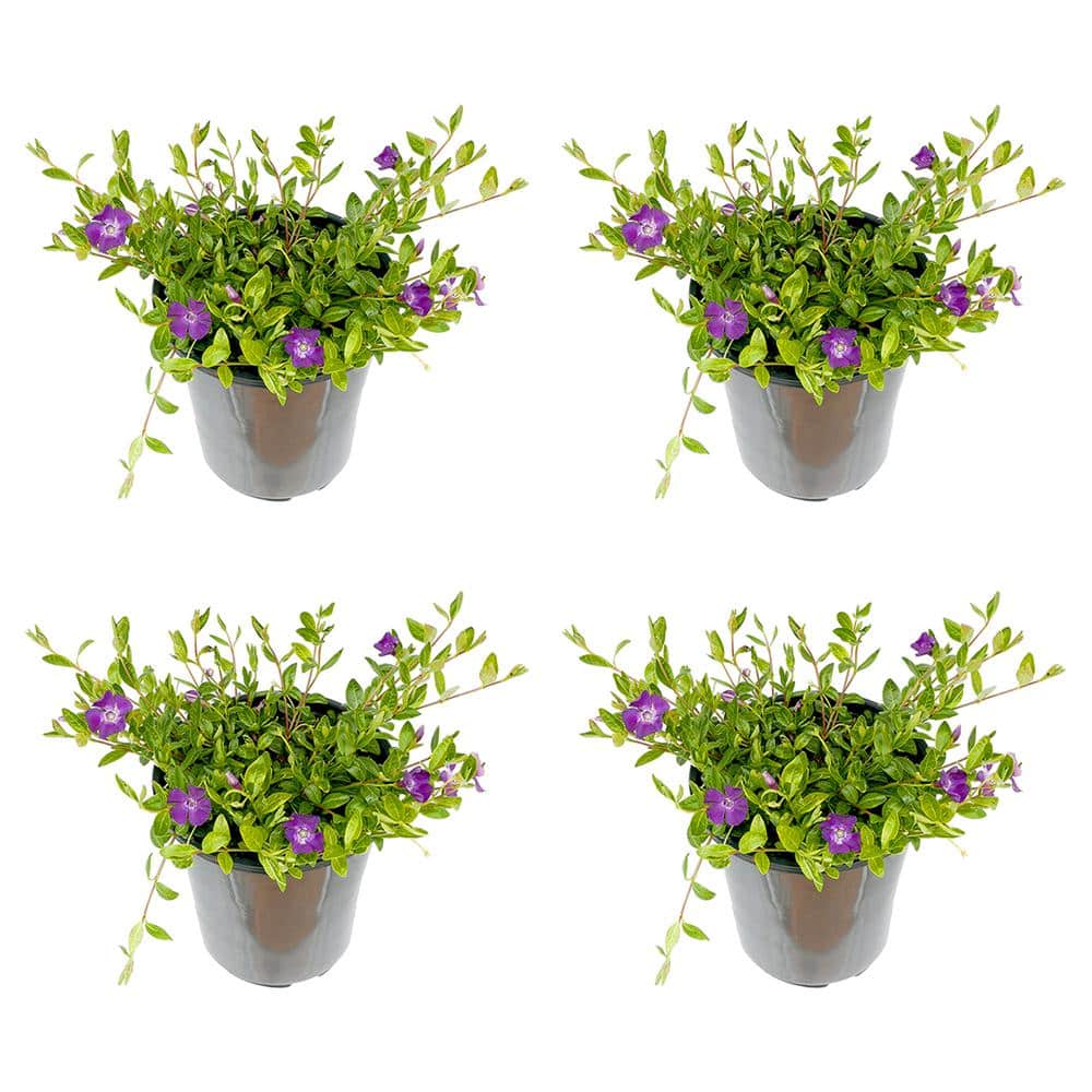 2.5 qt. Perennial Vinca minor Atropurpurea (4-Pack)