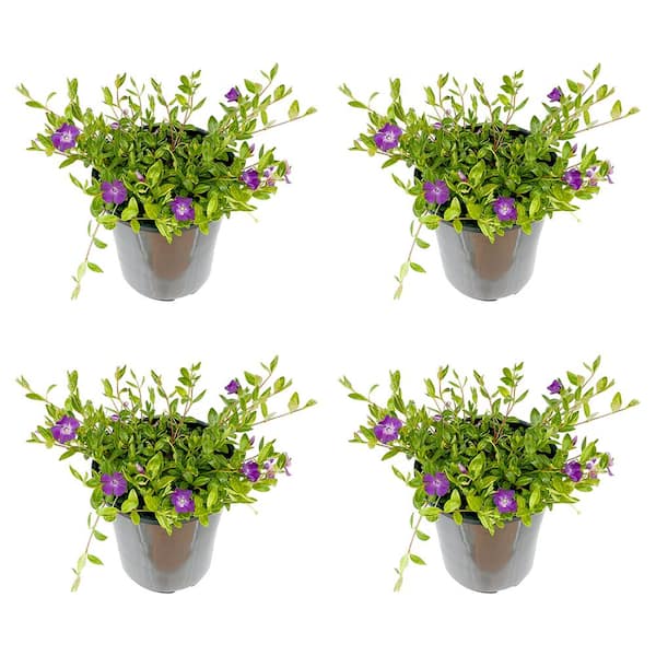 Unbranded 2.5 qt. Perennial Vinca minor Atropurpurea (4-Pack)
