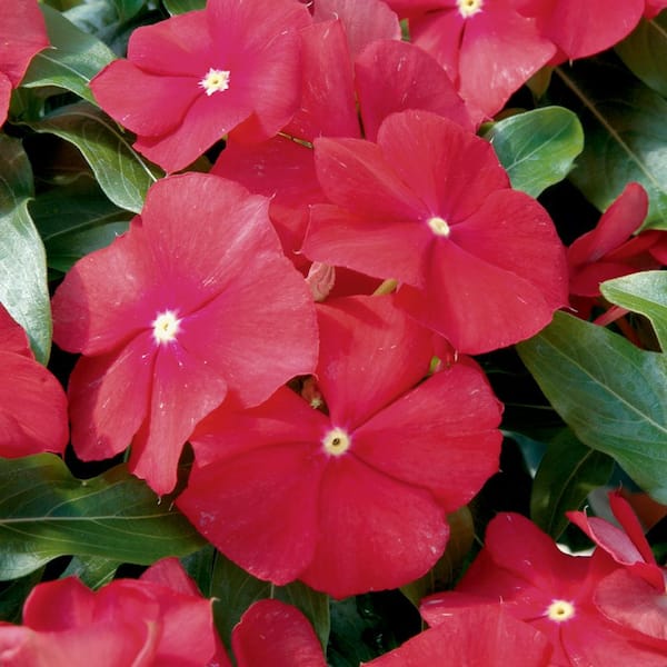 ALTMAN PLANTS 1.8 Gal. Red Trailing Periwinkle Hanging Basket