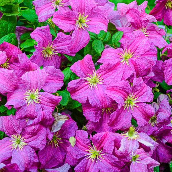 Spring Hill Nurseries Mazurek Clematis Vine Pink Flowering Dormant Bare Root Perennial Starter Plant (1-Pack)