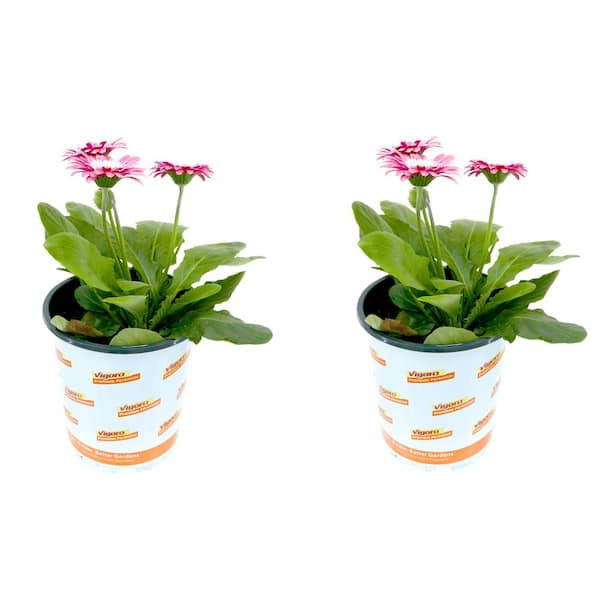Vigoro 2.5 qt. Gerbera Garvinea Perennial Plant with Pink Flowers (2-Pack)